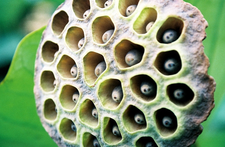 lotus seed pod filled with holes causing trypophobia