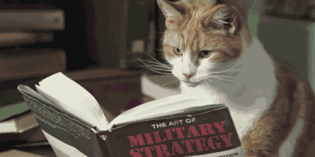 умный кот читает