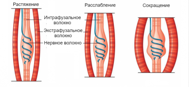 Нервно-мышечные веретёна