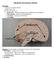 THE BRAIN AND CRANIAL NERVES