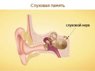 Слуховая память слуховой нерв 
