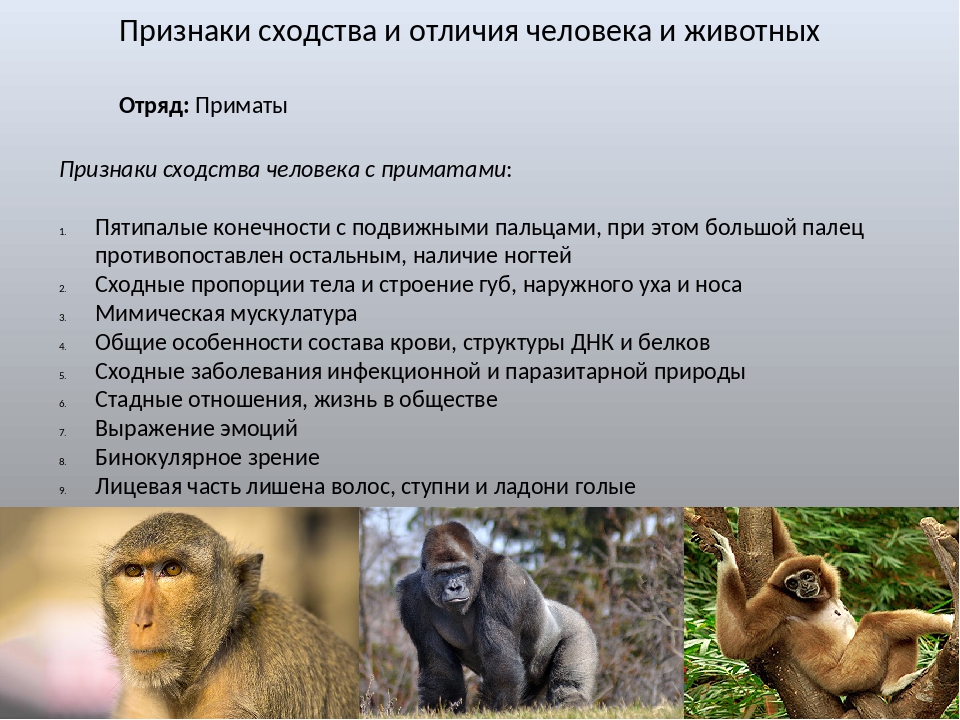 Отличие млекопитающих от всех других классов позвоночных. Отряд приматы характеристика человека. Признаки отряда обезьяны. Особенности отряда приматы. Приматы отряды млекопитающих.
