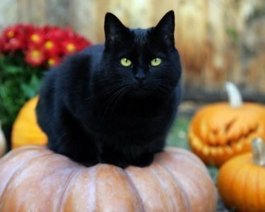 Домашний черный кот