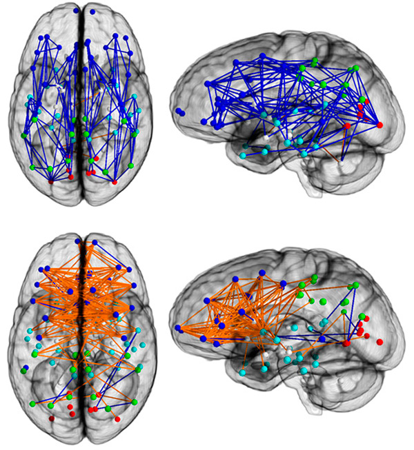 Организация структурных связей отделов мозга у мужчин и у женщин