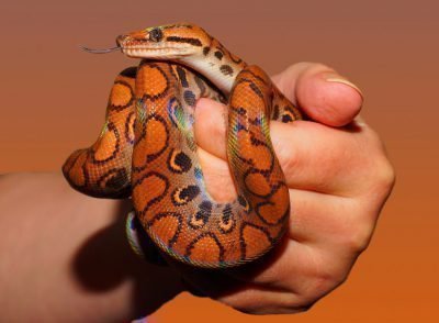 Змея в руке