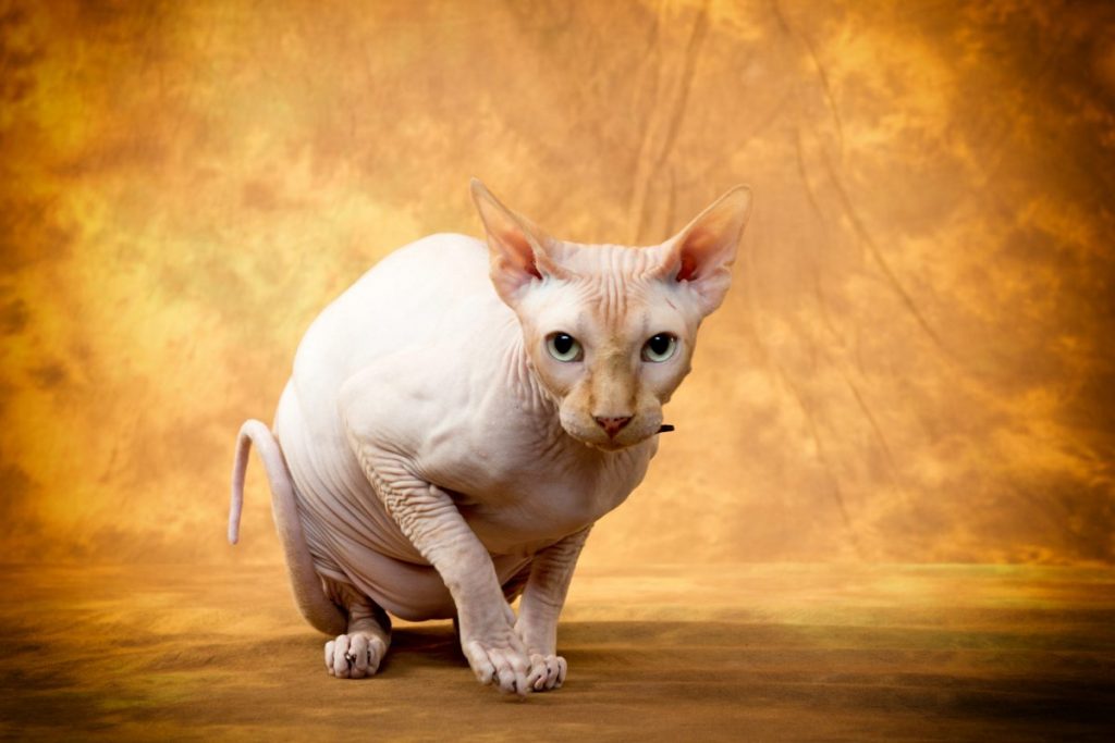 hairless cats Sphynx Cats