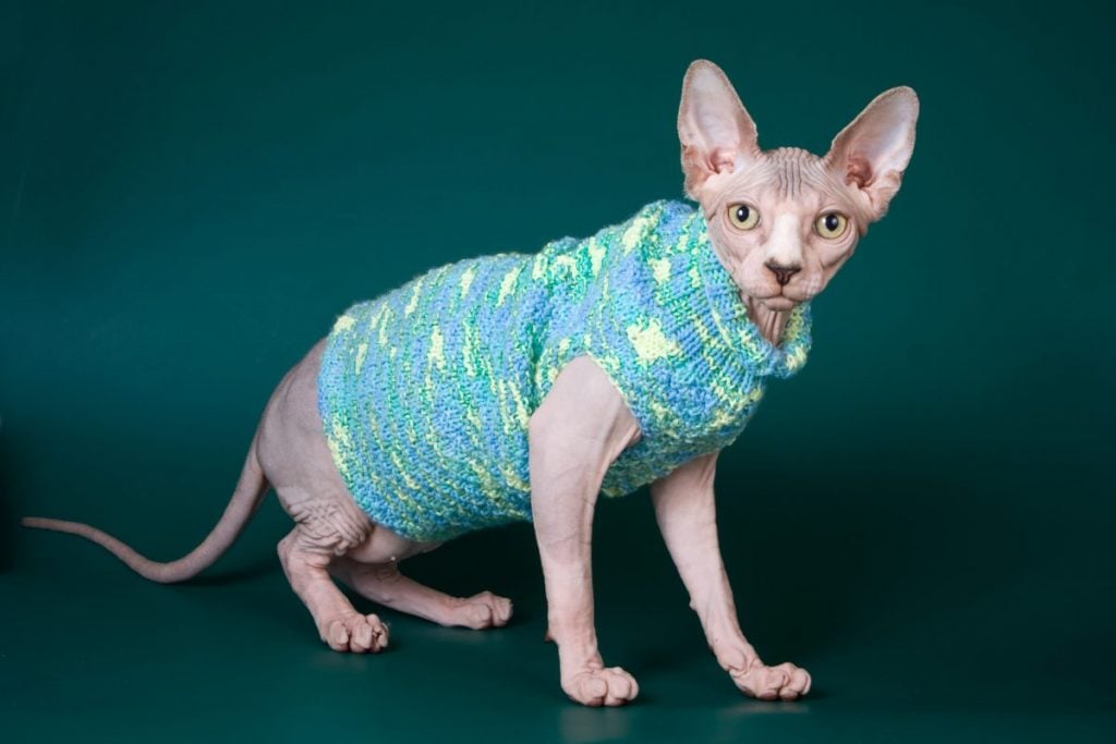 cold Sphynx Cats