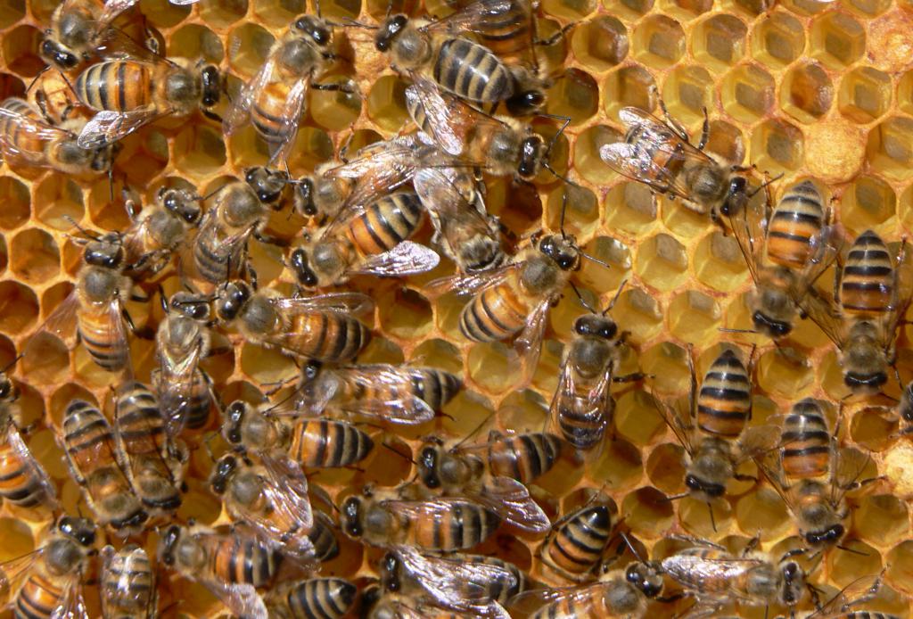Пчелы могут вызвать панику