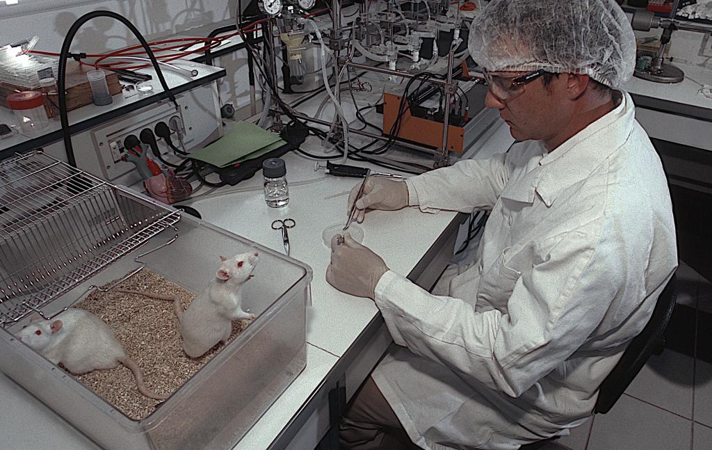 Лабораторные опыты над крысами