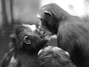 A female chimpanzee (right) kisses a male as they reconcile after a fight. Research has found similar examples of forgiveness and reconciliation across the animal kingdom.