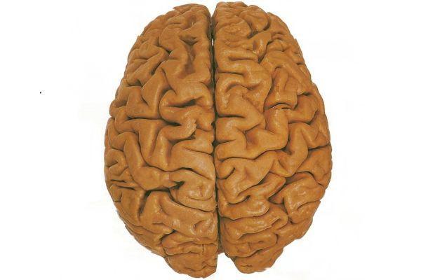 большие полушария мозга