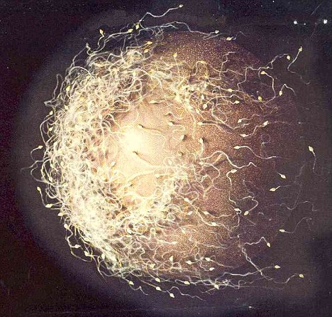 Men in their 20s and 30s who ate a 75g packet of walnuts a day for three months increased their sperm count