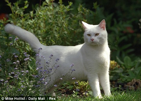 Aloof: White cats are regarded as shy and distant, according to the research by the University of California