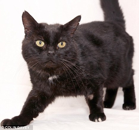 Unlucky? Black cats are seen as harbingers of bad luck and are regarded with suspicion