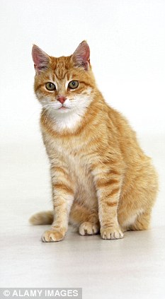 Top moggie: Ginger cats are viewed as friendly and lovable, according to new research
