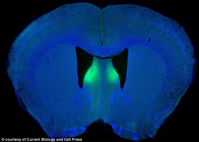 Researchers believe the vicious and unprovoked outbursts of mice may be linked to a damaged part of the brain - the lateral septum (shown in green) - tied to the control of anxiety and fear. The study can now help scientists map the circuitry involved in controlling aggression, including violent behaviour in humans