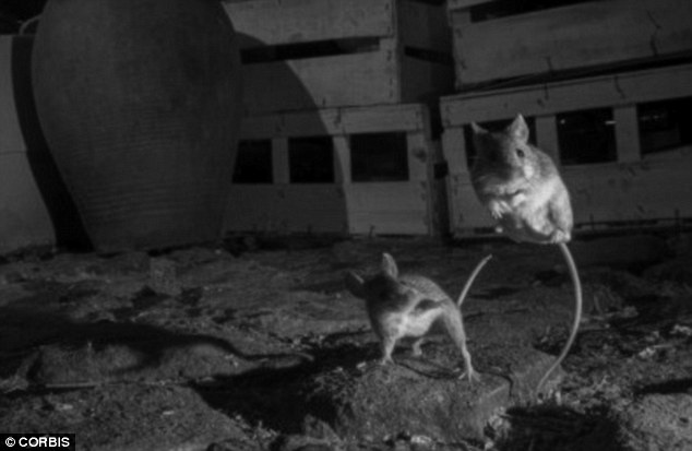 In mice, septal rage leads to sudden, violent acts, most of which result in attacks on other rodents, and similar behaviour has been witnessed in birds. A stock image of two mice fighting is shown