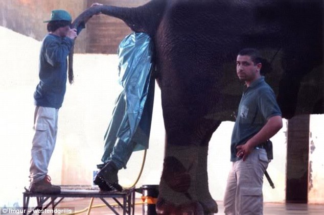 The exact nature of this task is unclear, but what we do know is that the worker pictured is quite far up an elephant