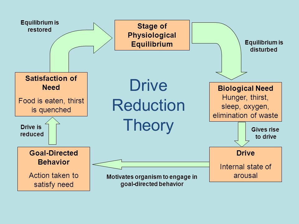 Drive Reduction Theory Stage of Physiological Equilibrium Biological Need Hunger, thirst, sleep, oxygen, elimination of waste Drive Internal state of arousal Goal-Directed Behavior Action taken to satisfy need Equilibrium is disturbed Equilibrium is restored Satisfaction of Need Food is eaten, thirst is quenched Drive is reduced Motivates organism to engage in goal-directed behavior Gives rise to drive