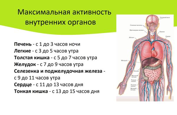 Максимальная суточная активность органов человека