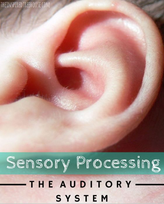sensory processing auditory
