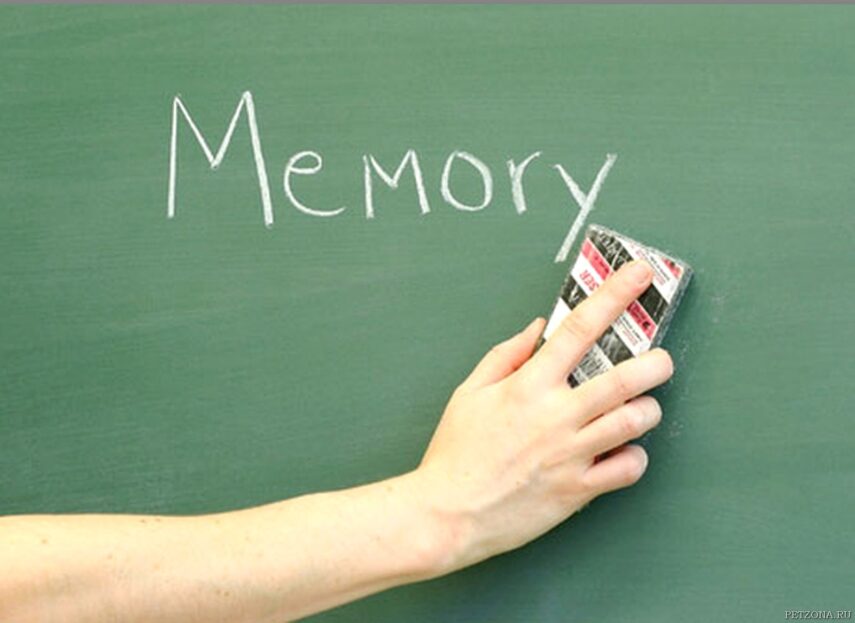 Чем наша память отличается от памяти животного?