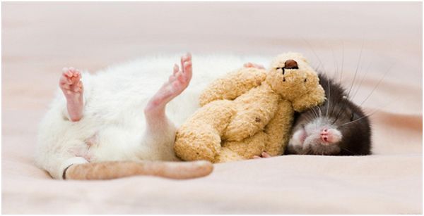 спящая крыска и игрушка