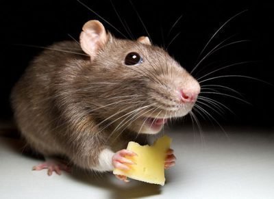 Мусофобия - страх перед мышами