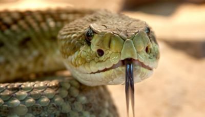 Контакт со змеей - причина офидиофибии