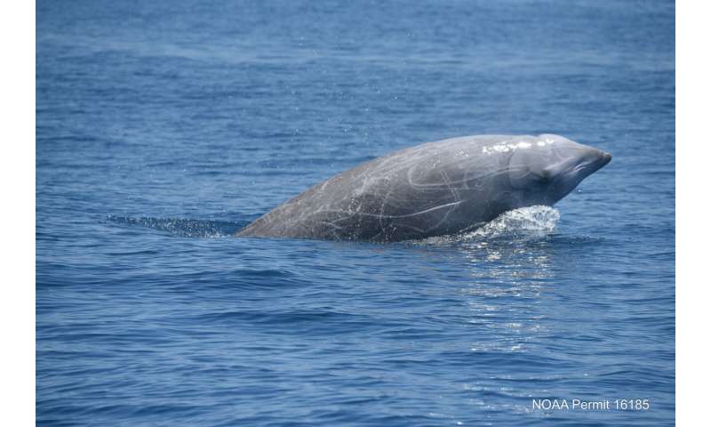 Study confirms beaked whales