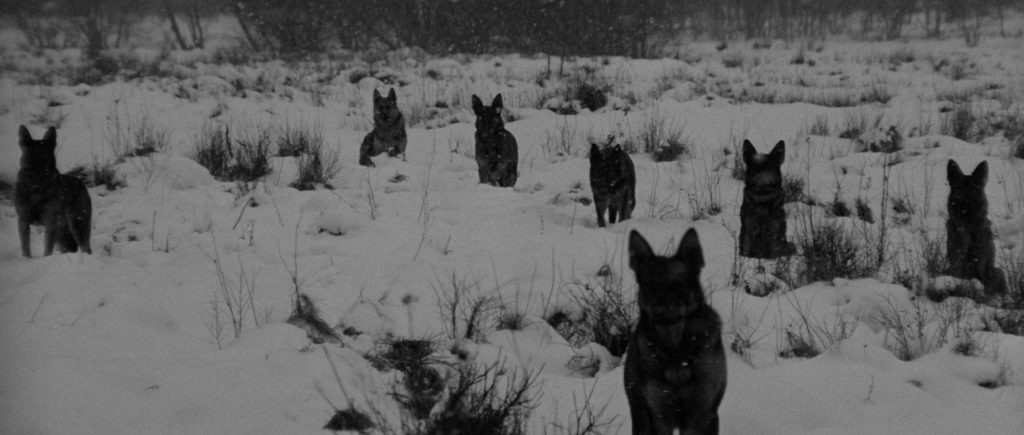 собаки псы идут по снегу