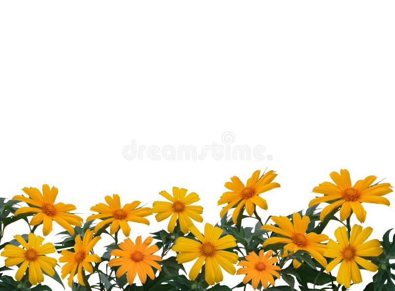 Mexican sunflower or tithonia diversifolia with leaf isolated on whit background. Mexican sunflower or tithonia diversifolia with leaf isolated on whit vector illustration