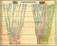 Simplified universal phylogenetic tree