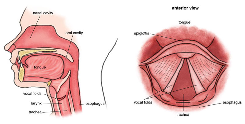 Pitch, the quality that makes a person’s natural speaking voice deep or high, is determined mainly by the size of the individual’s vocal folds (or vocal cords). When we speak, the air expelled through the larynx passes over the vocal folds, causing them to vibrate. Men’s vocal folds tend to be longer and thicker than those of women, both because of the difference between the sexes in average body size and because the male larynx enlarges at puberty; the longer and thicker vocal folds vibrate more slowly, creating a deeper vocal pitch. <strong>Illustration by Stephanie A. Freese</strong>