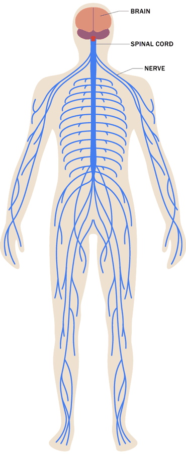 Animated anatomical figure showing effects of stress on the nervous system