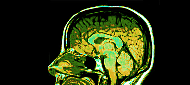 Brain Science and Cognitive Psychology Explores Our Mental Processes