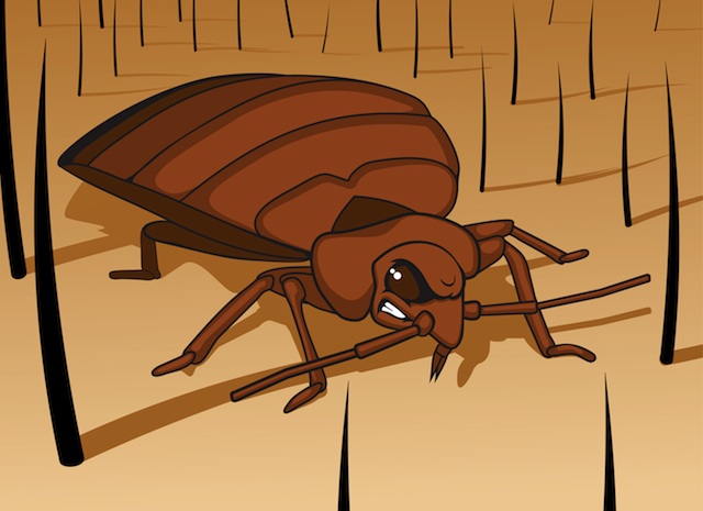 angry bed bug