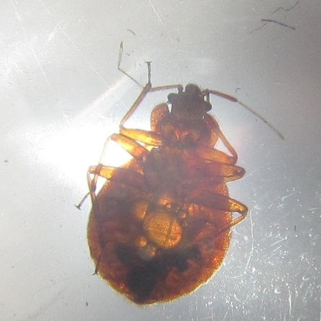 bed bug appearance