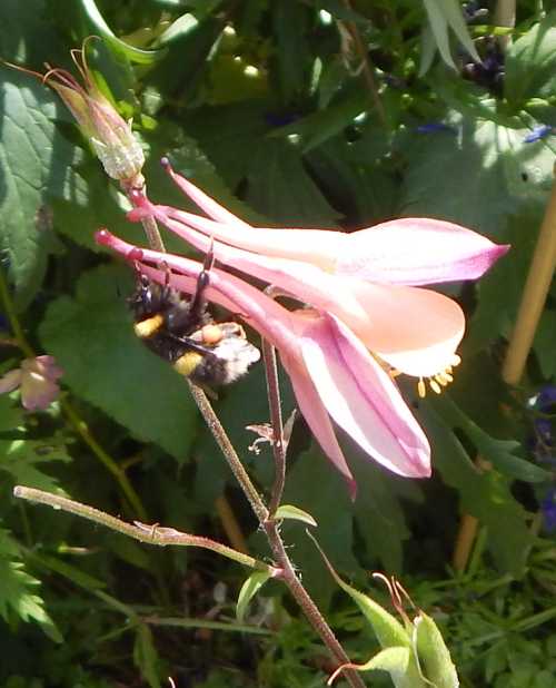 White-tailed bumble bee - Bombus lucorum nectar robbing acquilegia flower.