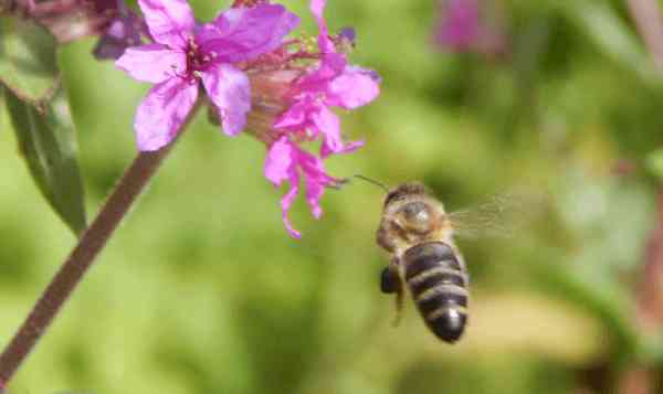 In the case of gaining of certain organic certifications, the environment of the honey bee’s foraging range may be a factor.