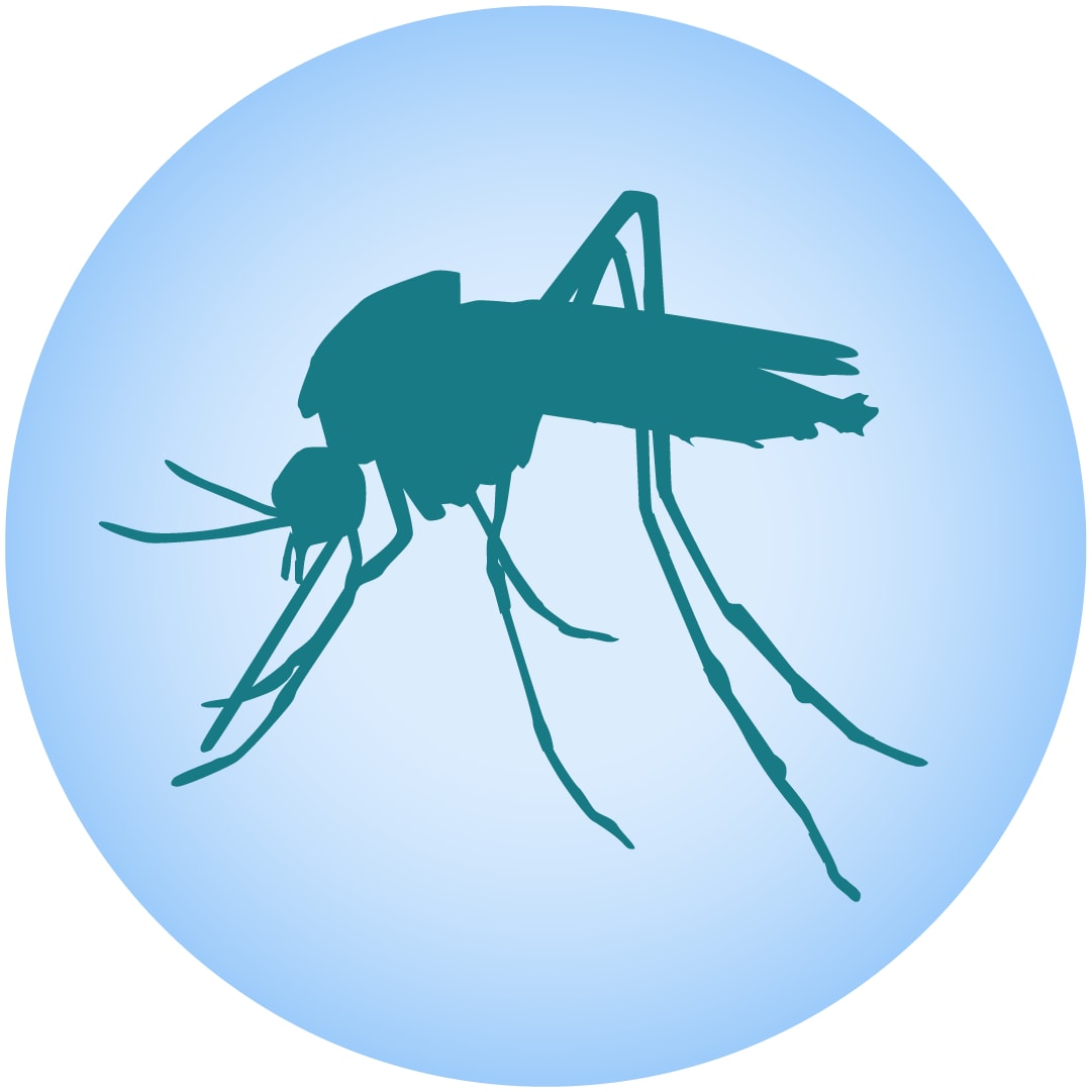 Silhouette of a mosquito