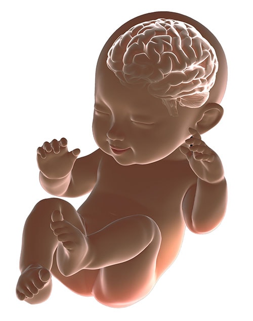 Brain of baby x-ray graphic 3D rendering