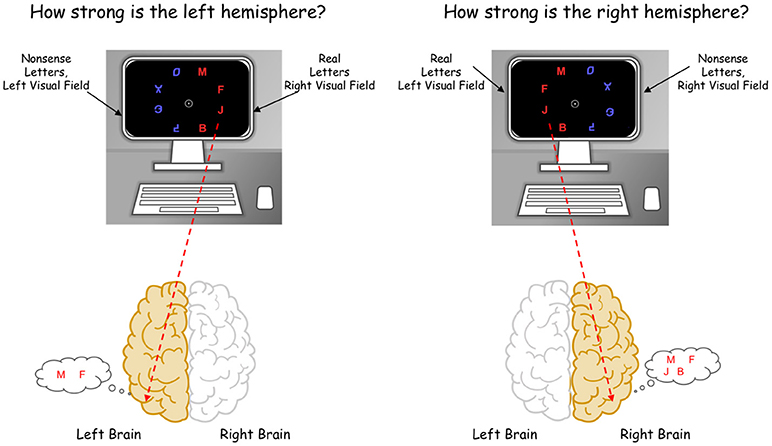 Figure 3 - The computer task we use to assess whether the right or the left hemisphere of the brain is stronger.
