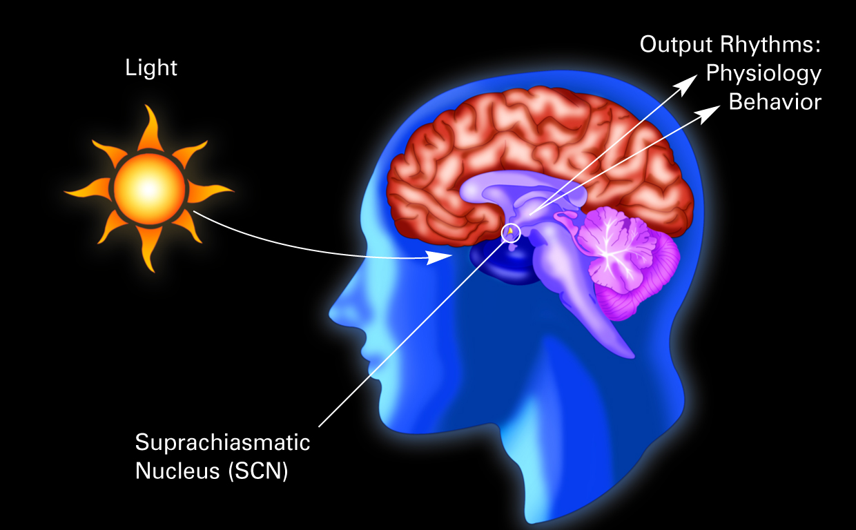 Illustration of a human brain with the suprachiasmatic nucleus labelled.