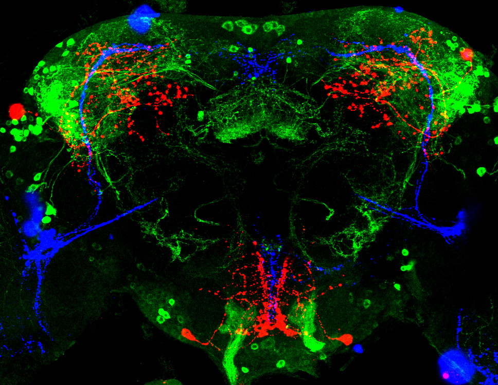 In this image of a brain of the fruit fly Drosophila,  the time-of-day information flowing through the brain has been visualized by staining the neurons involved: clock neurons (shown in blue) function as pacemakers by communicating with neurons that produce a short protein called leucokinin (LK) (red), which, in turn, relays the time signal to other neurons, called LK-R neurons (green).