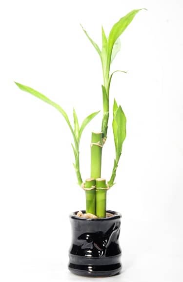 This could either be a good luck bamboo, a money plant or an air purifying plant