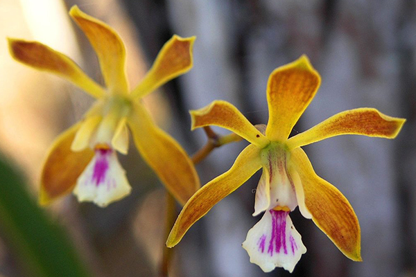 Butterfly orchid, Encyclia tampensis