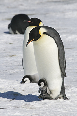 Penguin mother with baby